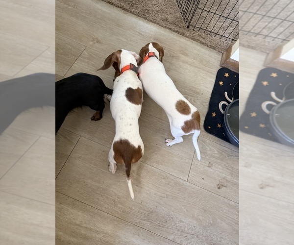 Medium Photo #2 Dachshund Puppy For Sale in ASHLAND, NE, USA