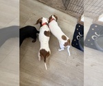 Rocky  Rocket - Male Dachshund Dog for Adoption - Photo #2