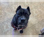 CANDY CANE - Female Presa Canario Dog for Adoption - Small photo
