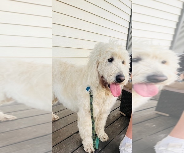 Medium Photo #6 Goldendoodle Puppy For Sale in TIMBERLAKE, NC, USA