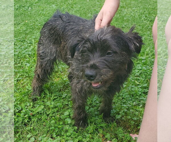 Medium Photo #1 Mutt Puppy For Sale in Brooklyn Center, MN, USA