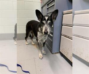 German Shepherd Dog-Unknown Mix Dogs for adoption in Corpus Christi, TX, USA