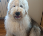 Small Photo #61 Old English Sheepdog Puppy For Sale in WILMINGTON, OH, USA