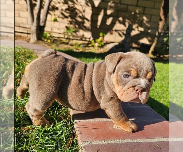Medium Photo #1 Bulldog Puppy For Sale in RIVERSIDE, CA, USA