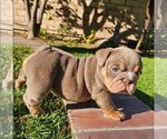 Puppy Lola Bulldog