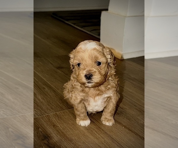 Medium Photo #2 ShihPoo Puppy For Sale in ANDERSON, SC, USA