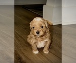 Small #1 ShihPoo