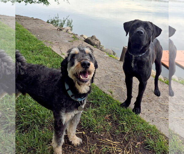 Medium Photo #2 Rottle Puppy For Sale in Techny, IL, USA