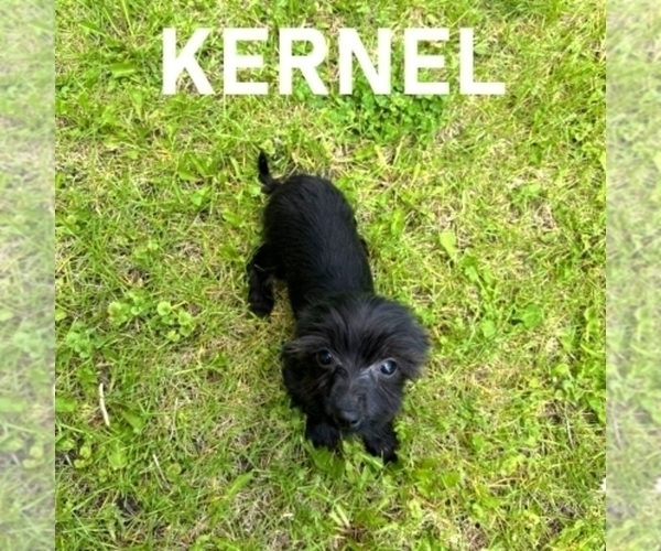 Medium Photo #2 YorkiePoo Puppy For Sale in HARTLAND, MN, USA