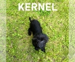Small #1 YorkiePoo