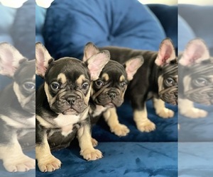 French Bulldog Puppy for sale in HOUSTON, TX, USA