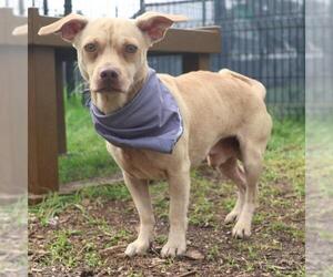 Chihuahua Dogs for adoption in San Antonio, TX, USA