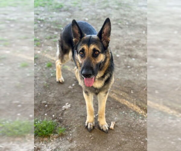 Medium Photo #2 German Shepherd Dog Puppy For Sale in Riverside, CA, USA
