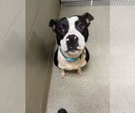 Small #5 American Pit Bull Terrier Mix