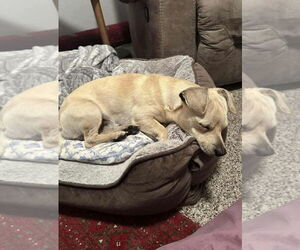 Bagel *Arriving 2/20* - Male Jack Chi Dog for Adoption - Photo #2