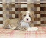 Jack - Male Bernedoodle (Miniature)-Cavapoo (Miniature) Mix Puppy for Sale - Photo #2