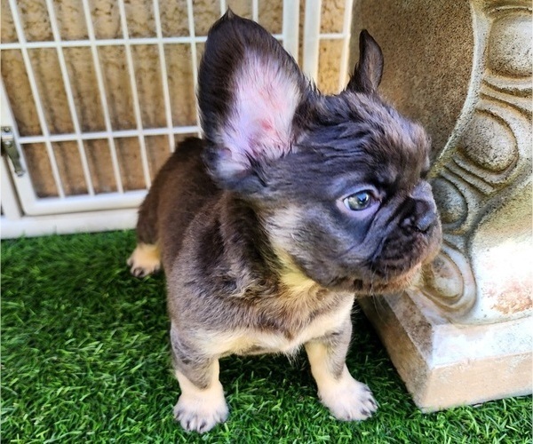 Medium Photo #14 French Bulldog Puppy For Sale in LAS VEGAS, NV, USA