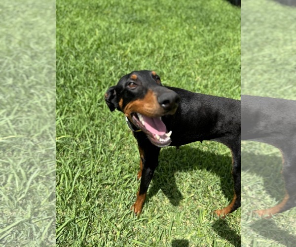 Medium Photo #5 Doberman Pinscher Puppy For Sale in Houston, TX, USA
