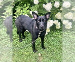 Small #21 German Shepherd Dog Mix