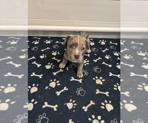 Medium Photo #1 American Bully Puppy For Sale in WINSTON SALEM, NC, USA