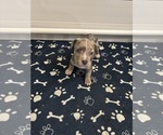 Puppy Roxy loxy American Bully