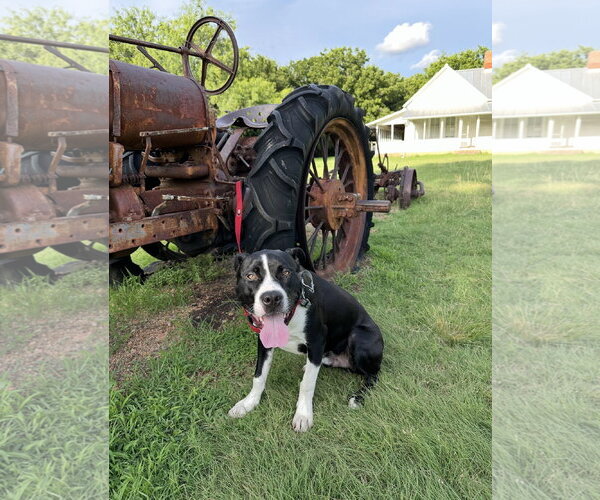 Medium Photo #6 Mutt Puppy For Sale in Euless, TX, USA