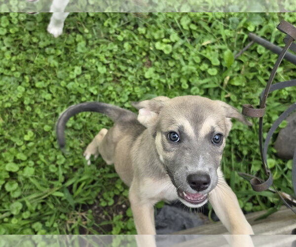 Medium Photo #2 Collie-Unknown Mix Puppy For Sale in Marine City, MI, USA