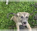Small #1 Collie Mix