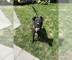 Small #4 Mountain Cur Mix