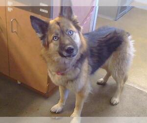 German Shepherd Dog-Unknown Mix Dogs for adoption in Sacramento, CA, USA