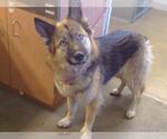 JENNA - Female German Shepherd Dog-Unknown Mix Dog for Adoption - Small photo