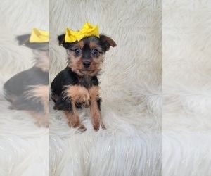 Yorkshire Terrier Puppy for sale in INDIANAPOLIS, IN, USA