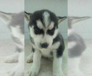 Siberian Husky Puppy for sale in FORT WAYNE, IN, USA
