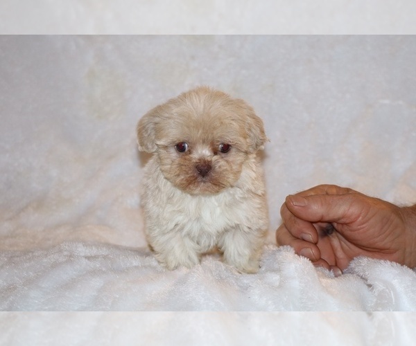 Medium Photo #3 Shih Tzu Puppy For Sale in DYERSBURG, TN, USA