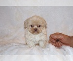 Small #2 Shih Tzu