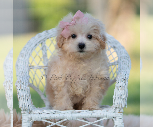 Medium Photo #4 Maltipoo (Miniature) Puppy For Sale in WARSAW, IN, USA
