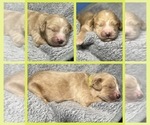 Puppy Colonel Goldendoodle