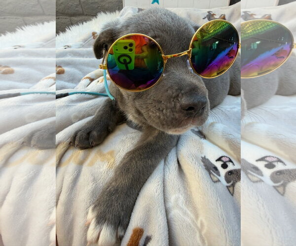 Medium Photo #2 Mutt Puppy For Sale in Goodyear, AZ, USA