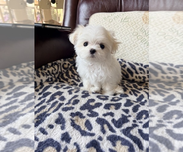Medium Photo #2 Maltese Puppy For Sale in LANCASTER, PA, USA