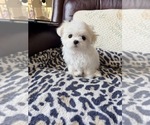 Small #1 Maltese