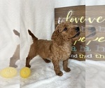Small #3 Goldendoodle (Miniature)