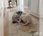 Small #1 Poodle (Standard) Mix