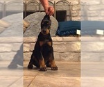 Small Photo #7 Doberman Pinscher Puppy For Sale in CALDWELL, TX, USA