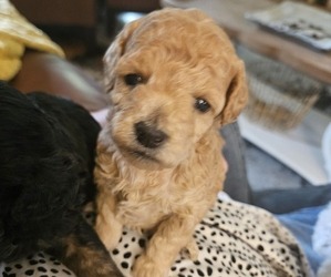 Poodle (Miniature) Puppy for sale in MUNFORD, TN, USA