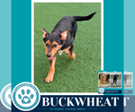 Small #3 Labrador Retriever Mix