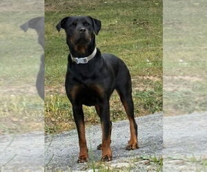 Medium Rottweiler