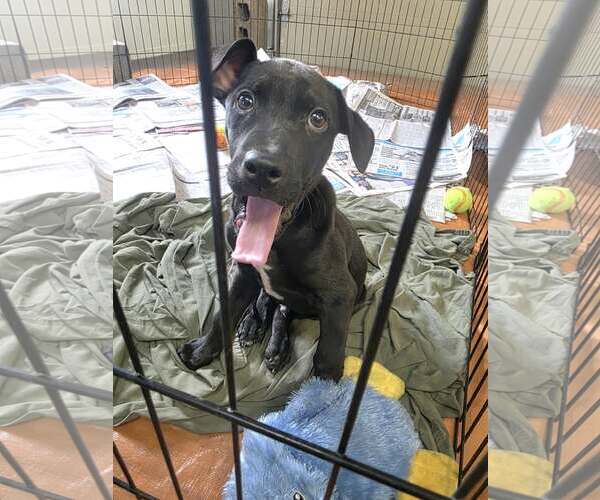Medium Photo #1 Labrador Retriever-Unknown Mix Puppy For Sale in SHERBURNE, NY, USA