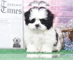 Small Photo #4 Mal-Shi Puppy For Sale in BEL AIR, MD, USA