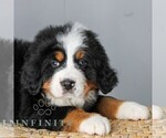 Small #2 Bernese Mountain Dog