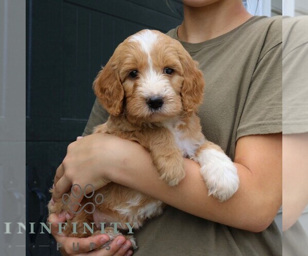 Medium Photo #4 Goldendoodle Puppy For Sale in LANCASTER, PA, USA